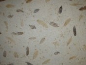 Papel de Hojas 10200