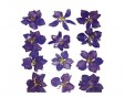 FLORES SECAS 1903